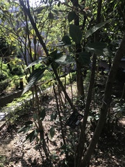 Neolitsea sericea