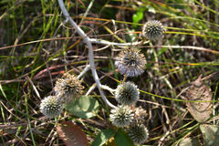 Echinops grijsii