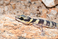 Oedura fimbria