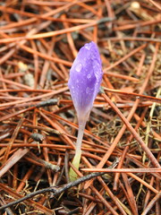 Crocus serotinus