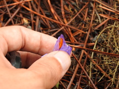 Crocus serotinus