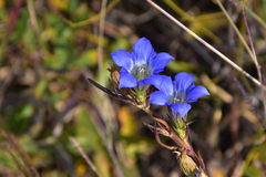 Gentiana manshurica