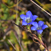 Gentiana manshurica - Photo (c) 龙栩川, some rights reserved (CC BY-NC), uploaded by 龙栩川