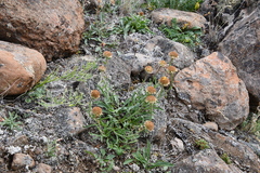 Aster alpinus tolmatschevii