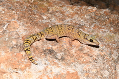 Oedura fimbria