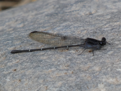 Argia tezpi
