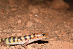 Eremiascincus richardsonii