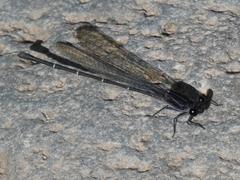 Argia tezpi