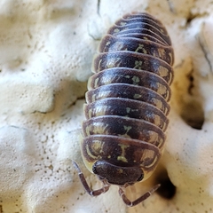 Armadillidium versicolor