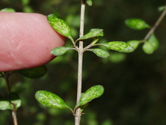 Coprosma rigida