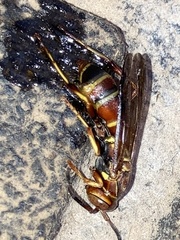 Polistes dorsalis