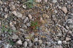 Chamaerhodos grandiflora