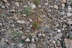 Chamaerhodos grandiflora