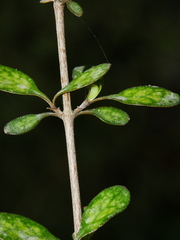 Coprosma rigida