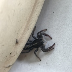 Ocrisiona leucocomis