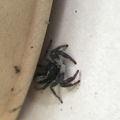 Ocrisiona leucocomis