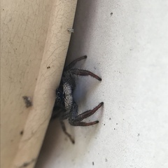 Ocrisiona leucocomis