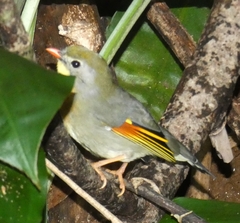 Leiothrix lutea