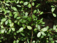 Coprosma rigida