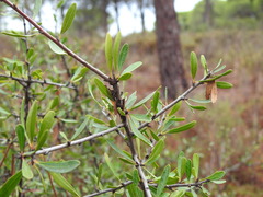 Rhamnus oleoides