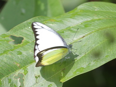 Appias lyncida