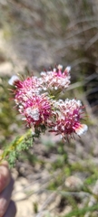 Serruria trilopha