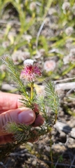 Serruria trilopha