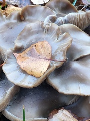 Lyophyllum decastes