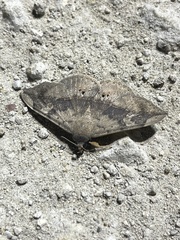 Anticarsia gemmatalis