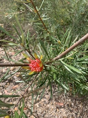 Lambertia formosa