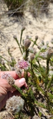 Serruria trilopha