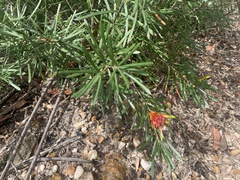 Lambertia formosa