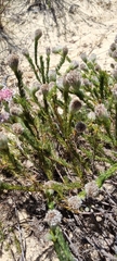 Serruria trilopha
