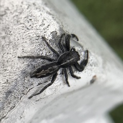 Ocrisiona leucocomis