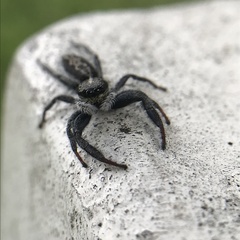 Ocrisiona leucocomis