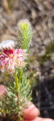 Serruria trilopha