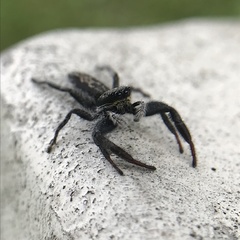 Ocrisiona leucocomis