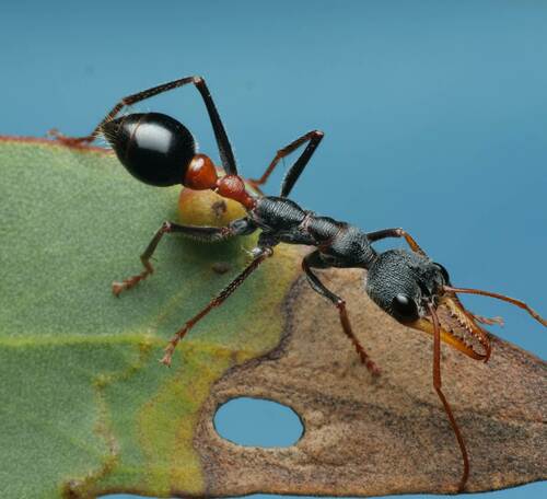 Myrmecia rufinodis Smith, 1858