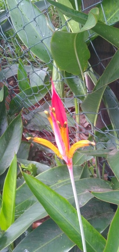 Heliconia psittacorum image