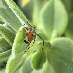 Oxyopes gracilipes