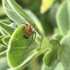 Oxyopes gracilipes