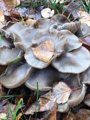 Lyophyllum decastes