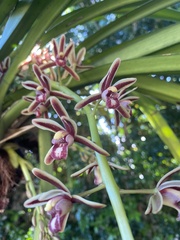 Cymbidium