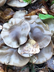 Lyophyllum decastes