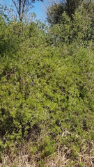 Asparagus retrofractus