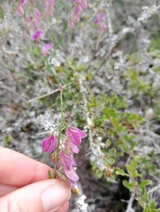 Polygala virgata