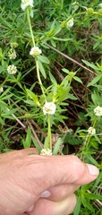 Spermacoce verticillata