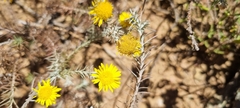 Leysera gnaphalodes