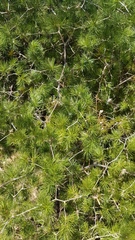 Asparagus retrofractus