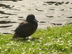 Aythya novaeseelandiae